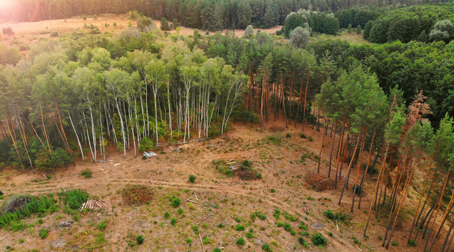 RÃ©sultat de recherche d'images pour "deforestation"