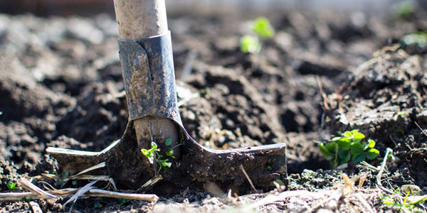 Le Jardinage : tous les bienfaits du jardin sur la santé - IRCEM