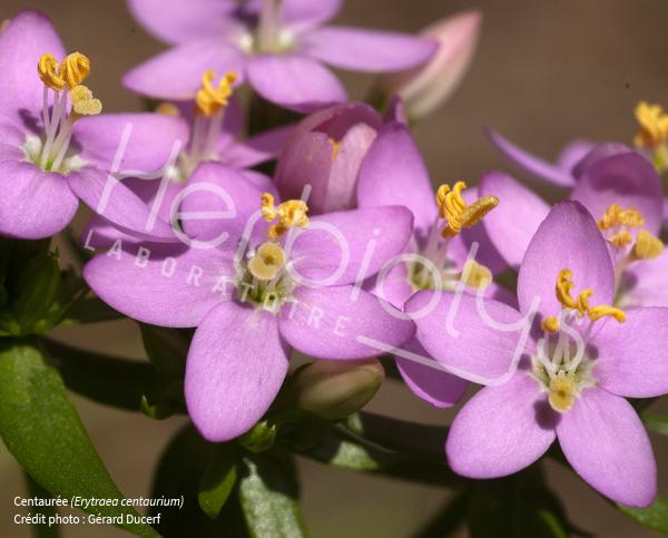 Fleur de Bach BIO Herbiolys Centaury