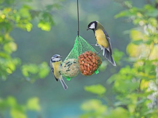 COMMENT FABRIQUER UNE MANGEOIRE À OISEAUX TOUTE SIMPLE 