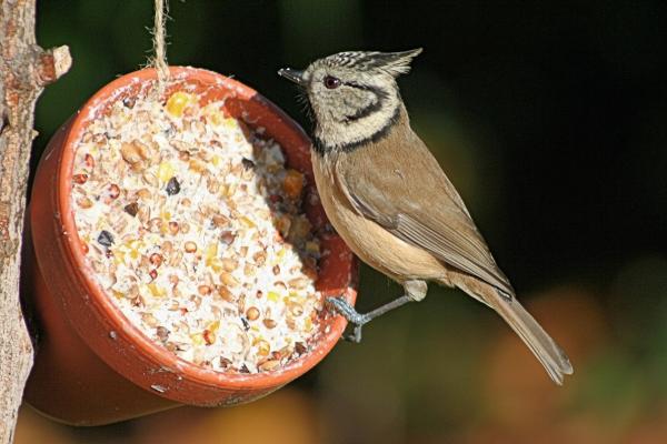 Comment fabriquer une mangeoire à oiseaux ? 10 idées simples à construire