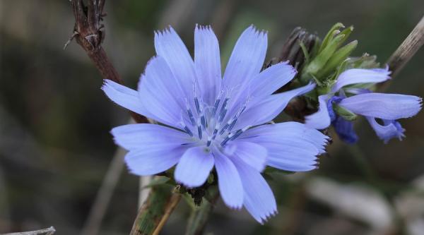 La chicorée, l'une des 38 fleurs de Bach