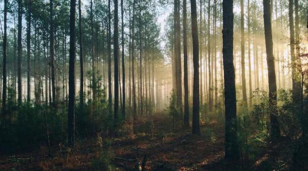 La méthode 20 5 3 en forêt