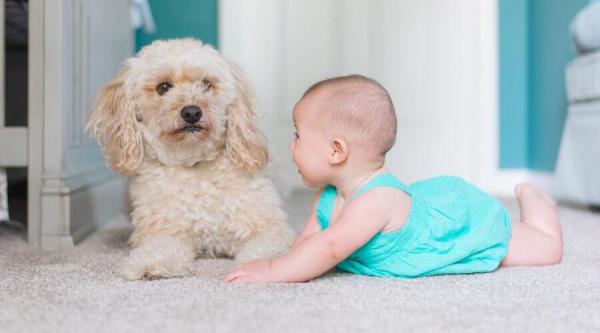 Peut-on adopter un chien avec un bébé ?