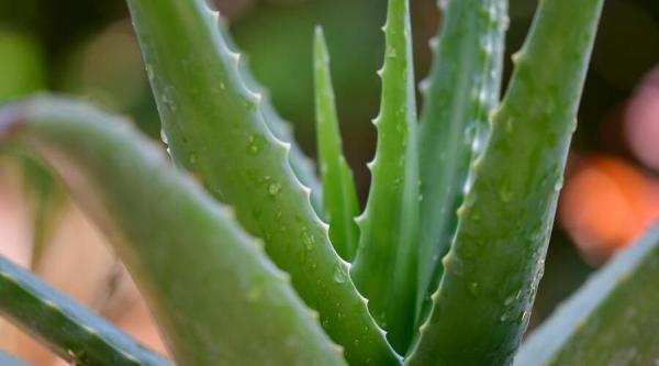 Qu'est-ce qu'une boisson à l'aloe vera ?