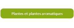 Plantes et plantes aromatiques